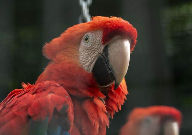 Hôstellerie restaurant les Georges de l'Aveyron