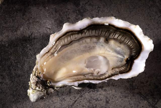 Du Léman à l'océan