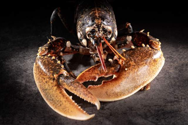 Du Léman à l'océan